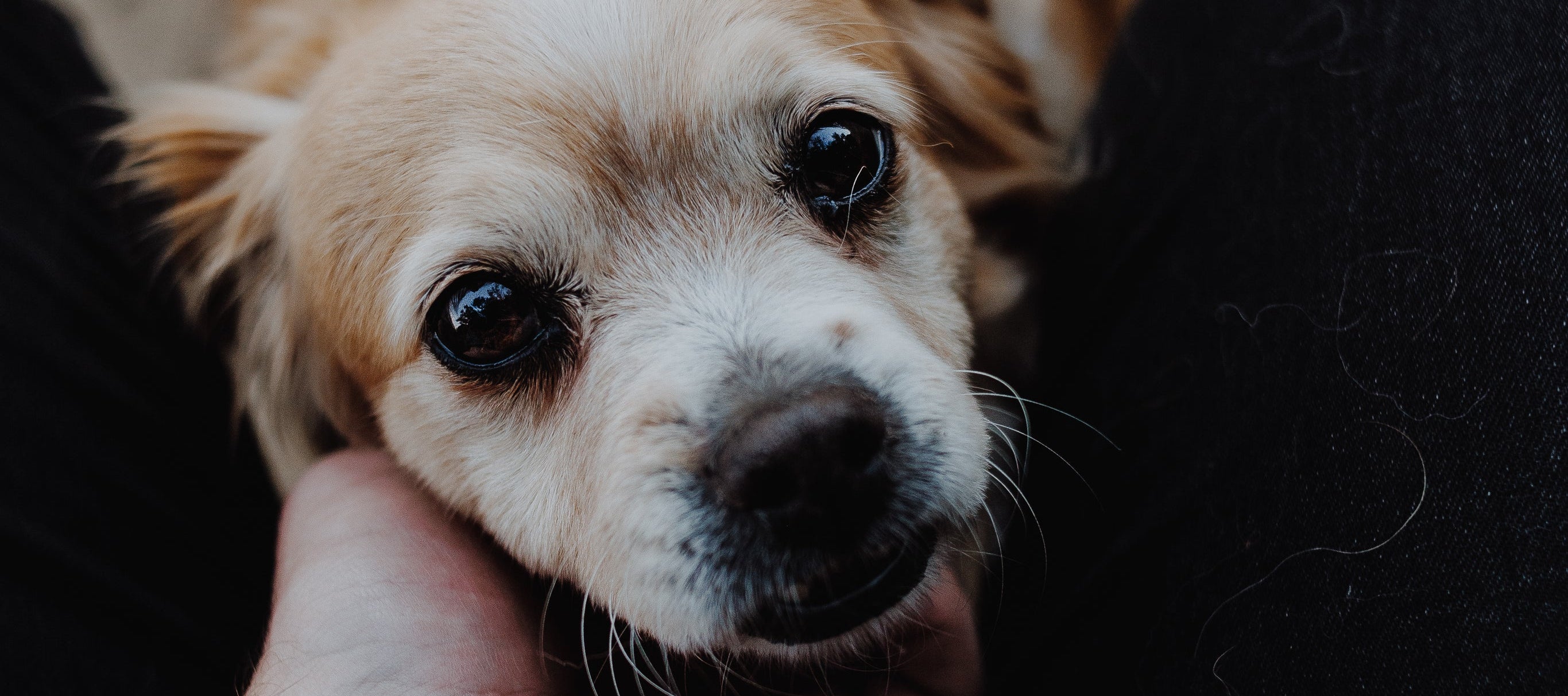 Best Pet Supplies and Toy in US